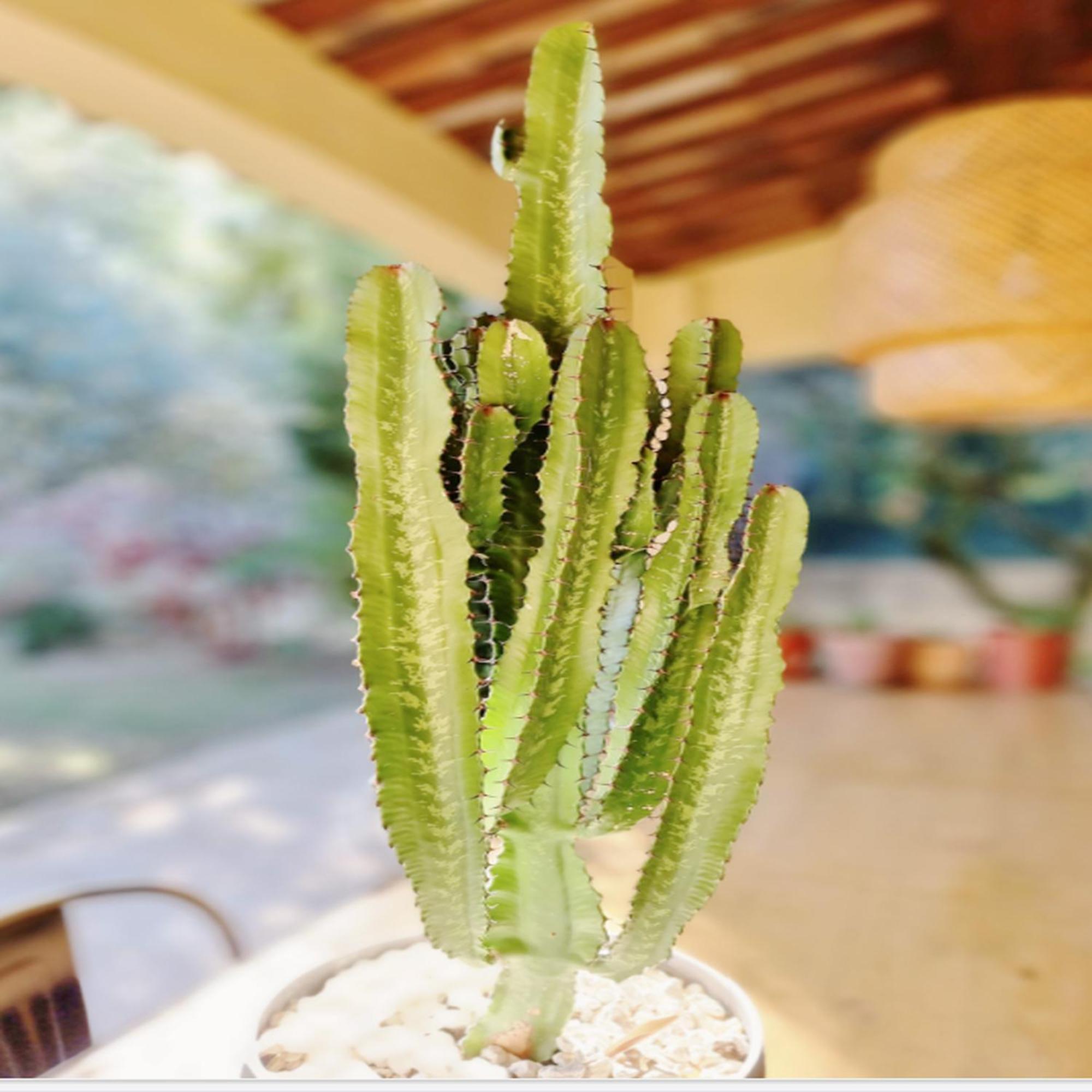Villa Oasis En Provence Luberon Pierrevert Esterno foto